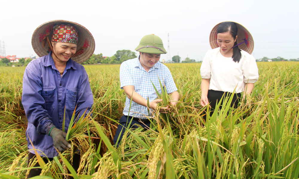 Cán bộ Phòng Nông nghiệp và PTNT huyện Hiệp Hòa hướng dẫn người dân chăm sóc lúa sau mưa bão